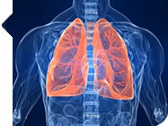 Haarlem Oil Bronchitis Lungs