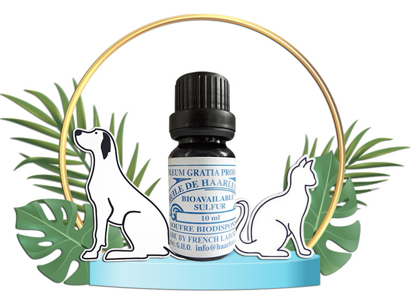 Haarlem Oil for Dogs and Cats – 10 ml Dropper Bottle